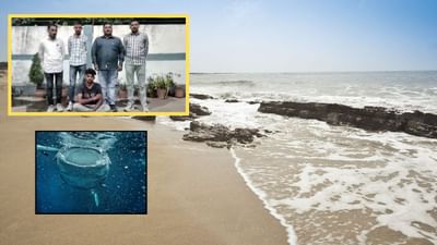 વ્હેલ માછલીની ઊલ્ટી સાથે એક શખ્સને LCBએ ઝડપી લીધો, આ ઉલ્ટીની કિંમત આંતરરાષ્ટ્રીય બજારમાં 1.35 કરોડથી વધુ, જાણો વધુ માહિતી