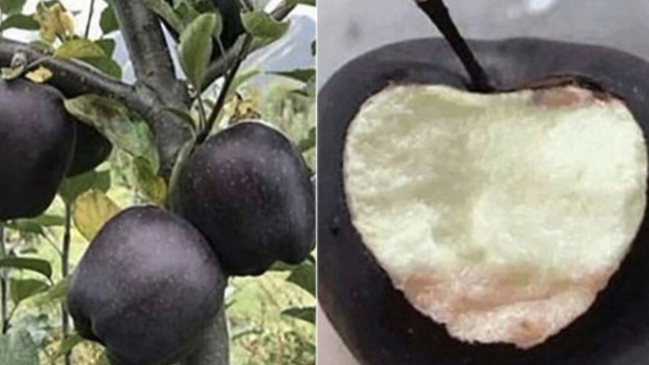 આ સફરજન "બ્લેક ડાયમંડ એપલ" તરીકે ઓળખાય છે. તે તિબેટ અને ભૂટાનના પર્વતીય વિસ્તારોમાં ઉગાડવામાં આવે છે. તેને "હુઆ નીયુ" તરીકે પણ ઓળખવામાં આવે છે. તેનો રંગ કાળો અને જાંબલી પણ હોય છે. એટલા માટે તેને બ્લેક ડાયમંડ કહેવામાં આવે છે. આ સફરજન મુખ્યત્વે ચીનના તિબેટીયન ઉચ્ચપ્રદેશના નિંગચી(Nyingchi) ક્ષેત્રમાં ઉગાડવામાં આવે છે.