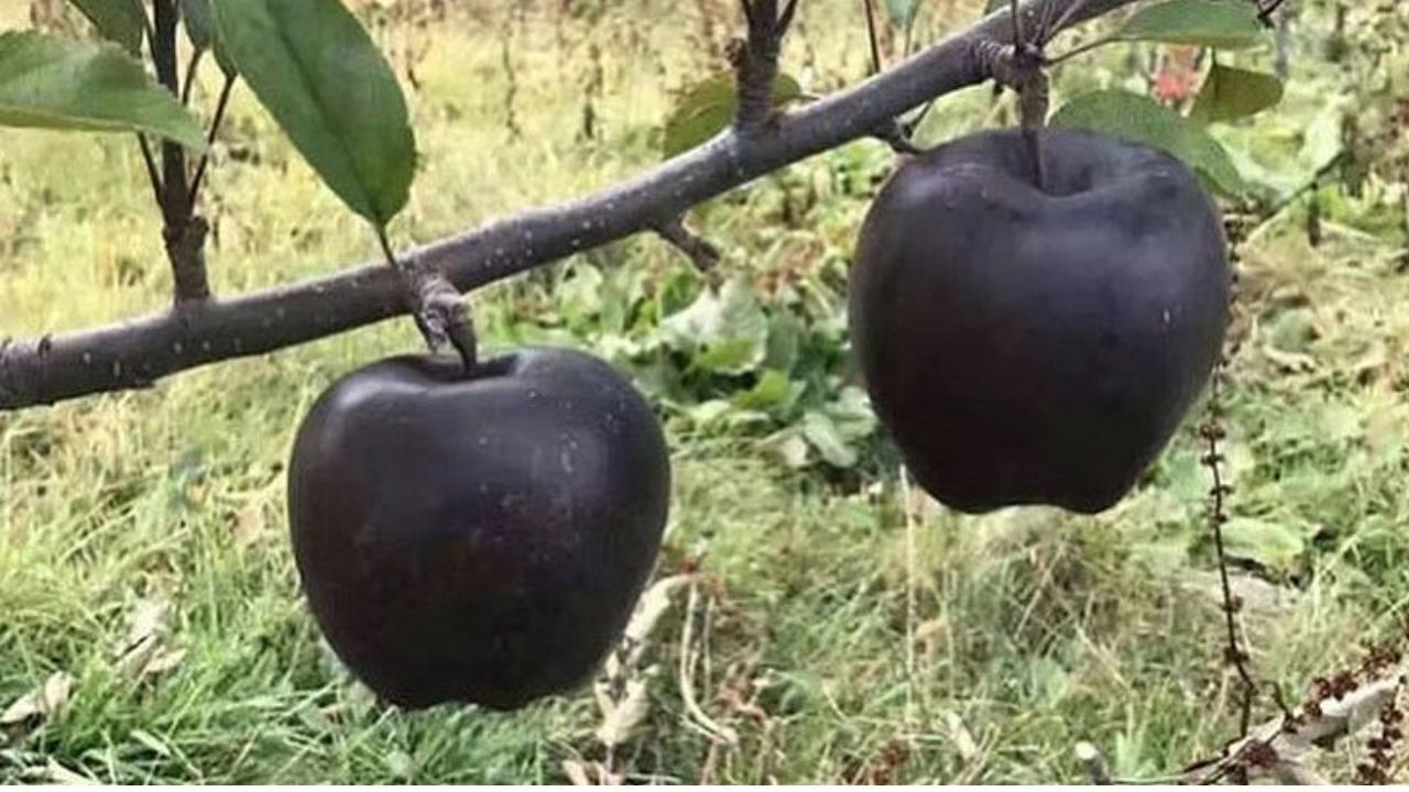 બ્લેક ડાયમંડ સફરજનની કિંમત લગભગ 500 રૂપિયાથી 1600 રૂપિયા સુધીની હોય છે, જે સામાન્ય સફરજન કરતા ઘણી વધારે છે. ભારતમાં સૌથી સારા સફરજન પણ 500 પ્રતિ કિલો છે, પણ આ 15 ગણું મોંઘું છે. ખાસ ભેટ પેકેજિંગમાં, તે પ્રતિ સફરજન ₹2,000 થી ₹5,000 માં વેચી શકાય છે.