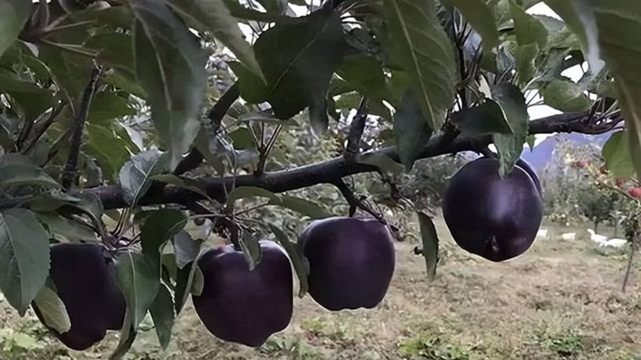 તે મોંઘુ હોવા પાછળના મુખ્ય કારણો તેની દુર્લભતા, મર્યાદિત ઉત્પાદન અને તેને ઉગાડવામાં લાગતો લાંબો સમય (લગભગ 8 વર્ષ) છે. આ સફરજન ફક્ત ઠંડા અને પર્વતીય વિસ્તારોમાં જ ઉગે છે. ઉત્પાદન ખૂબ ઓછું છે, જેના કારણે તેની કિંમત વધે છે. સામાન્ય સફરજનના ઝાડ 4-5 વર્ષમાં ફળ આપવાનું શરૂ કરે છે.