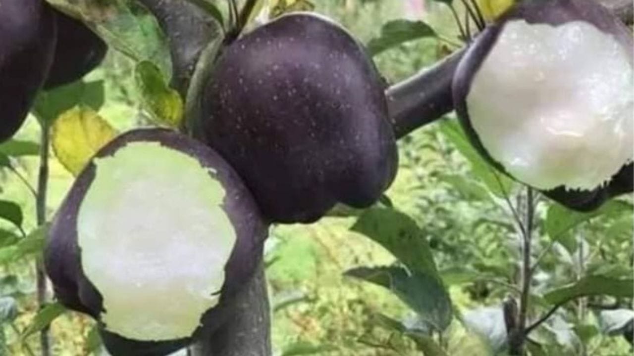 એવું કહી શકાય કે તેના સ્વાદમાં મીઠાશ અને ખાટશનું સંતુલન તેને સામાન્ય લાલ કે લીલા સફરજનથી અલગ બનાવે છે. તે તિબેટની ઊંચી ટેકરીઓમાં ઉગે છે, તેથી તે અલ્ટ્રાવાયોલેટ કિરણોથી વધુ પ્રભાવિત થાય છે, જે તેનો રંગ અને સ્વાદ અનોખો બનાવે છે. જ્યારે સૂર્યના અલ્ટ્રાવાયોલેટ કિરણો સીધા આ ફળ પર પડે છે, ત્યારે તેનો રંગ કાળો અથવા જાંબલી થઈ જાય છે.