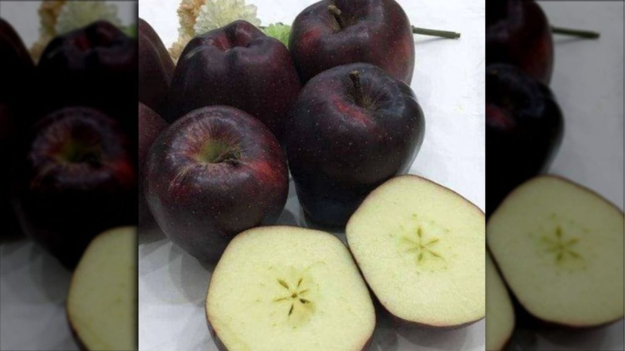 બ્લેક ડાયમંડ સફરજનને કુદરતના સાચા ચમત્કાર તરીકે પણ ઓળખવામાં આવે છે, જે અદભુત સુંદરતા, અનોખા સ્વાદ અને પ્રભાવશાળી સ્વાસ્થ્ય લાભોનું સંયોજન છે. જોકે આ ફળ દુર્લભ અને અનોખું રહે છે. તેની લોકપ્રિયતા વધી રહી છે.