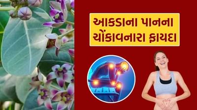 આકડાના પાન કુદરતી રીતે દુખાવામાં રાહત આપવામાં મદદરૂપ થાય છે. તેમાં બળતરા વિરોધી અને પીડાનાશક ગુણધર્મો છે, જે સાંધાના દુખાવાને ઘટાડવામાં મદદરૂપ થાય છે.