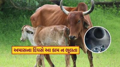 ધાર્મિક માન્યતા છે કે અમાસના દિવસે ગાયને ભોજન કરાવવાથી પિતૃઓ પ્રસન્ન થાય છે. આવી સ્થિતિમાં, ચાલો જાણીએ કે અમાવસ્યાના દિવસે ગાયને શું ખવડાવવું જોઈએ.