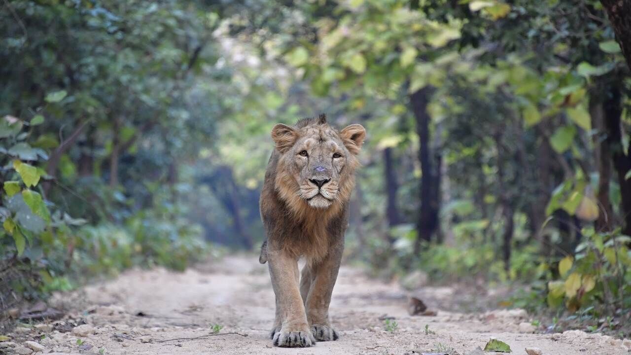 Asiatic lion 1