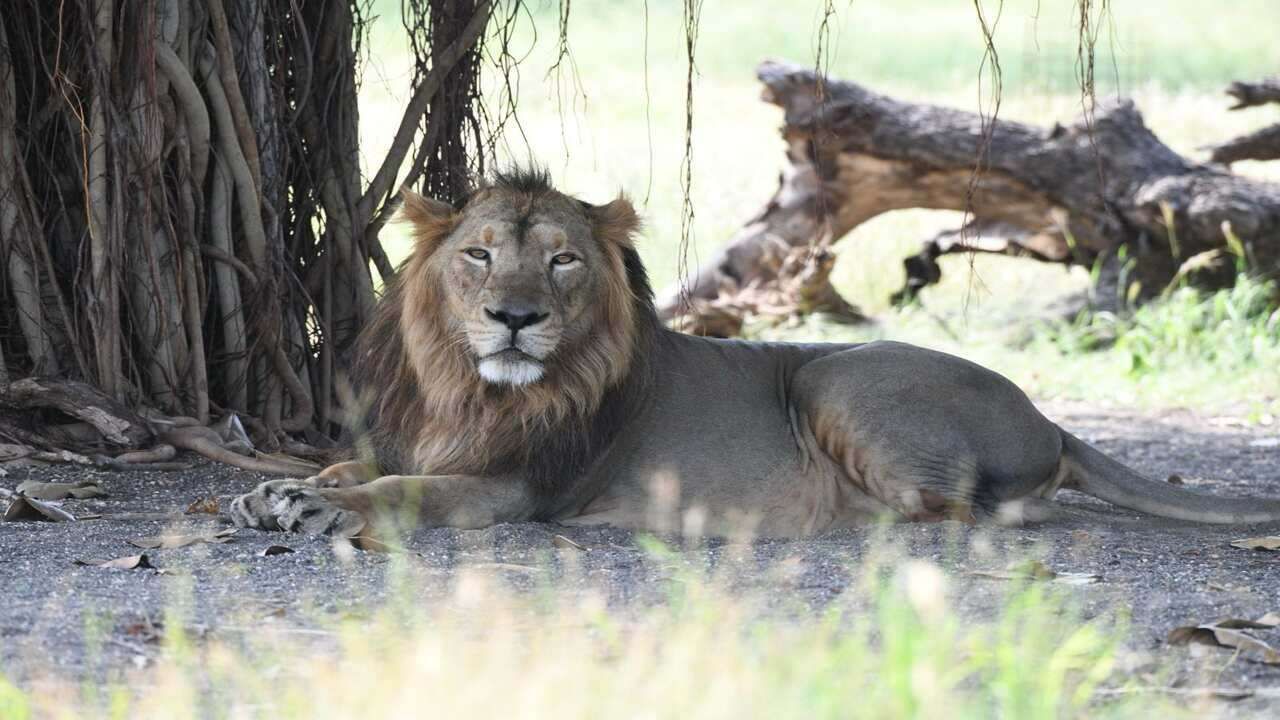 Asiatic lion 5