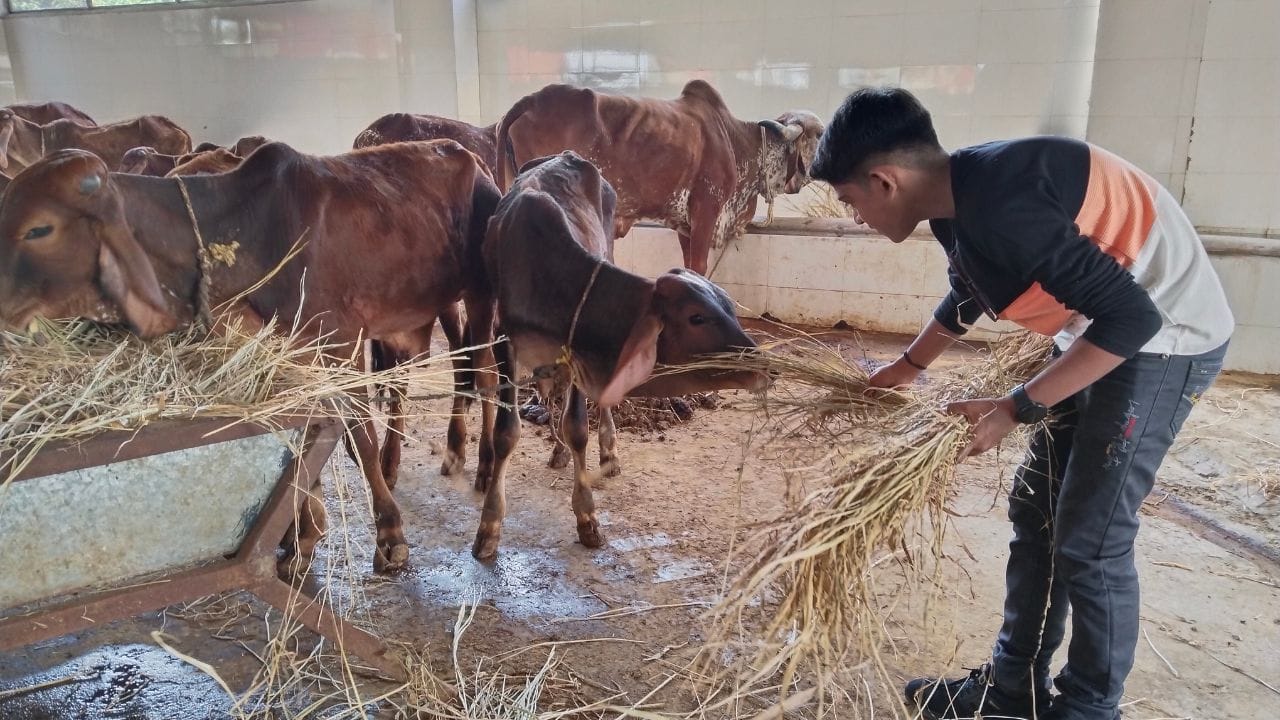 જ્યોતિષશાસ્ત્ર મુજબ ગાય ચંદ્ર અને શુક્ર ગ્રહ સાથે જોડાયેલી છે. જો કોઈની કુંડળીમાં આ ગ્રહો નબળા હોય તો ગાયની સેવા કરવાથી તેમના દોષો શમાઈ શકે છે. રોજ ગાયને રોટલી કે લીલું ઘાસ ખવડાવવું, ઘરમાં ગૌમૂત્ર અથવા ગાયના છાણથી શુદ્ધિકરણ કરવું, આ બધું કરવાથી ઘરની નકારાત્મક ઉર્જા દૂર થાય છે અને સકારાત્મકતાનો પ્રવાહ શરૂ થાય છે.