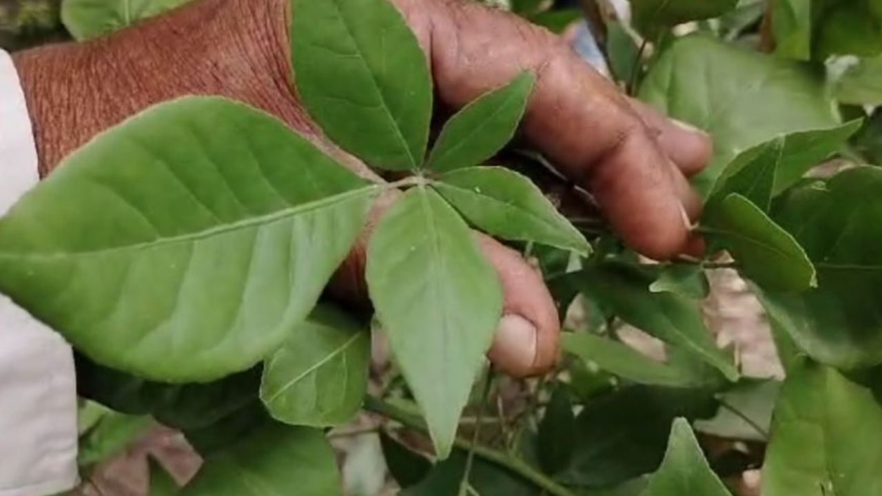 વાસ્તુ શાસ્ત્ર અનુસાર ઘરની ઉત્તર કે પશ્ચિમ દિશામાં બીલી પત્રનું ઝાડ લગાવવો ફાયદાકારક માનવામાં આવે છે.