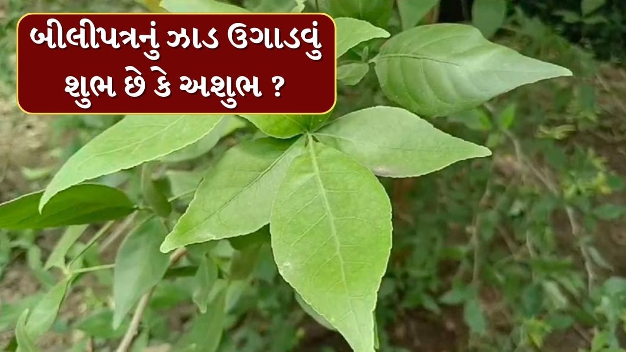 ઘરે બીલી પત્રનું ઝાડ ઉગાડવાથી નકારાત્મકતા દૂર કરવા માટે, તમે તમારા ઘરના આંગણામાં બીલી પત્રનું ઝાડ ઉગાડી શકો છો. માનવામાં આવે છે કે આનાથી ઘરમાં સકારાત્મક ઉર્જા આવે છે.