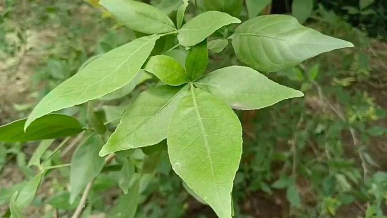 એવું પણ કહેવાય છે કે ઘરમાં બીલી પત્રનું ઝાડ ઉગાડવાથી પરિવારના સભ્યોને ચંદ્ર દોષથી રાહત મળે છે.