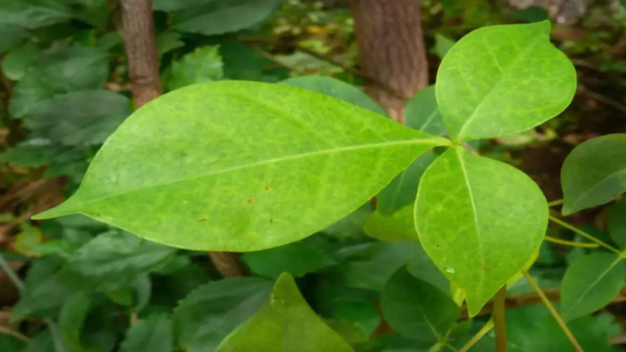 વાસ્તુશાસ્ત્ર અનુસાર ચતુર્થી, અષ્ટમી, નવમી, ચતુર્દશી અને અમાવસ્યા પર બીલીના પાન ન તોડવા જોઈએ. તેમજ સોમવારે ભગવાન શિવને બીલીપત્ર ચઢાવવું શુભ માનવામાં આવે છે પરંતુ સોમવારે બીલી પત્ર તોડવાનું ટાળવું જોઈએ. (ડિસ્ક્લેમર : ઉપરોક્ત આપેલી જાણકારી વાસ્તુશાસ્ત્ર અને જ્યોતિષ શાસ્ત્રમાં આપેલી માહિતીના આધારે લેવામાં આવી છે. TV9 ગુજરાતી તેની પુષ્ટી કરતું નથી.)