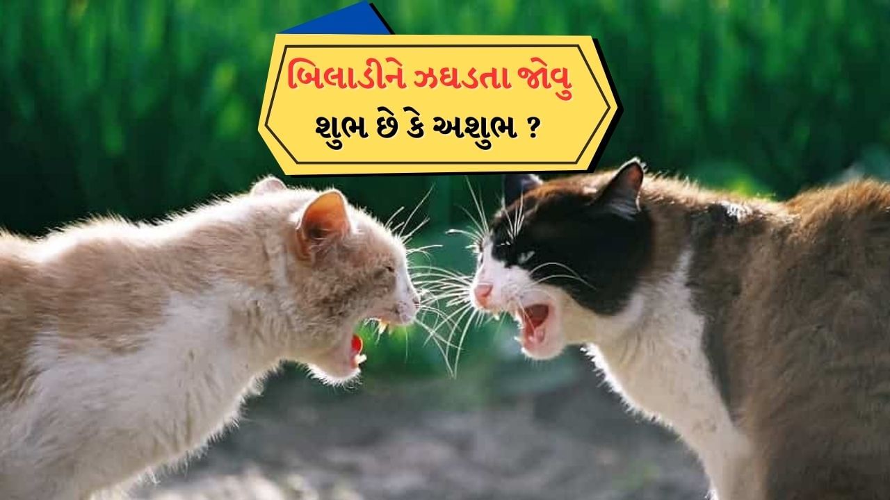 બિલાડીઓ વચ્ચે લડાઈ: જો તમારા ઘરમાં ઘણી બિલાડીઓ એકબીજા સાથે લડતી હોય તો આ પણ સારું માનવામાં આવતું નથી. આ કૌટુંબિક સંબંધોમાં સંઘર્ષની નિશાની છે.