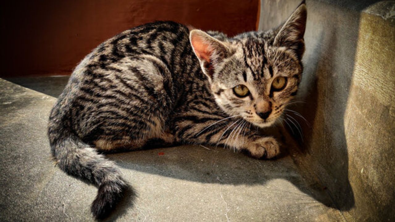 ઘરમાં બિલાડીનું મૃત્યુ: જો તમારા ઘરમાં બિલાડીનું મૃત્યુ થાય તો તે ખૂબ જ અશુભ સંકેત છે. આ સિવાય, બિલાડીને જાતે મારી નાખવાની ભૂલ ન કરો. જે વ્યક્તિ બિલાડીને મારે છે તેને ચોક્કસપણે દુર્ભાગ્યનો સામનો કરવો પડે છે.(નોંધ : અહીં આપેલી માહિતી ફક્ત માન્યતાઓ અને માહિતી પર આધારિત છે. TV9 ગુજરાતી કોઈપણ પ્રકારની માન્યતા કે માહિતીની પુષ્ટિ કરતું નથી. કોઈપણ માહિતી કે માન્યતાનો અમલ કરતા પહેલા, સંબંધિત નિષ્ણાતની સલાહ લો.)