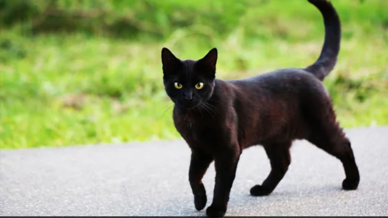 જો તમારા ઘરમાં અચાનક કાળી બિલાડી આવવા લાગે તો તે ખૂબ જ અશુભ માનવામાં આવે છે. ઘરમાં કાળી બિલાડીનું આવવું, કાળી બિલાડીનો તમારો રસ્તો ઓળંગવો, કાળી બિલાડીનો તમારી સાથે અથડામણ થવી, કાળી બિલાડીનો તમારા પર હુમલો થવો વગેરે જીવનમાં આવનારી મુશ્કેલીઓના પ્રતીકો છે. ઘરમાં કાળી બિલાડીનું આગમન પણ નકારાત્મક શક્તિઓની હાજરી સૂચવે છે.