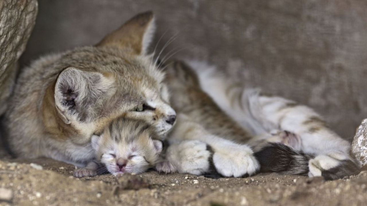 ઘરે બિલાડીના બચ્ચાને જન્મ આપવો: ઘરે બિલાડીના બચ્ચાંને જન્મ આપવો એ ખૂબ જ શુભ સંકેત માનવામાં આવે છે. આ નિશાનીનો અર્થ એ છે કે ટૂંક સમયમાં તમારા ઘરે કોઈ શુભ કાર્યક્રમનું આયોજન થઈ શકે છે.