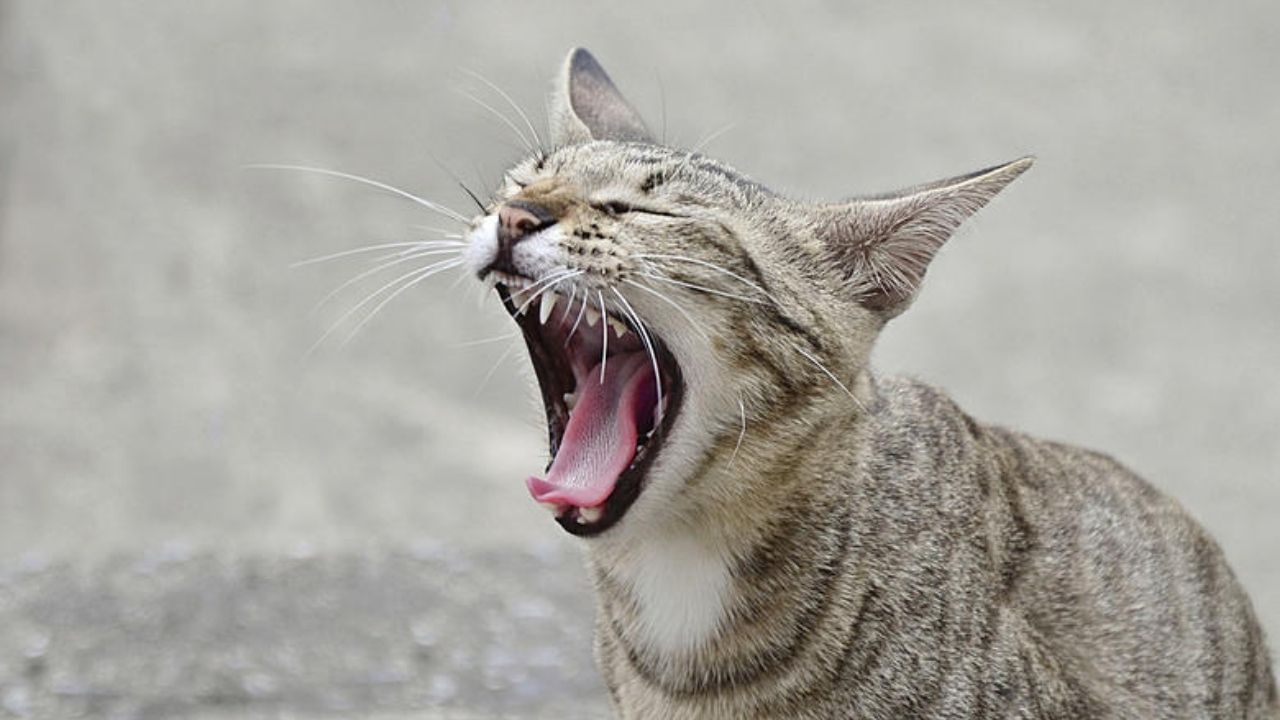 બિલાડીઓ વિશે ઘણી માન્યતાઓ અને અંધશ્રદ્ધાઓ છે. એટલા માટે લોકો સામાન્ય રીતે બિલાડીને શુભ માનતા નથી. કેટલાક લોકો બિલાડીને કાળી શક્તિનું પ્રતીક માને છે. બિલાડીને નકારાત્મક ઉર્જાનો સ્ત્રોત પણ કહેવામાં આવે છે. ધાર્મિક શાસ્ત્રોમાં ઘરમાં બિલાડીના આગમન સાથે સંબંધિત શુભ અને અશુભ સંકેતો વિશે પણ જણાવવામાં આવ્યું છે.