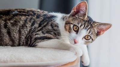 હિન્દુ ધર્મમાં ઘણા પ્રકારના પ્રાણીઓને મહત્વપૂર્ણ ગણાવવામાં આવ્યા છે. ખાસ કરીને તમને ઘણી ધાર્મિક વાર્તાઓમાં ગાય, કૂતરો, બિલાડી, કબૂતર વગેરેનો ઉલ્લેખ જોવા મળશે. કેટલાક પ્રાણીઓને હિન્દુ દેવી-દેવતાઓના વાહન તરીકે પણ વર્ણવવામાં આવ્યા છે. આ પ્રાણીઓ સાથે જોડાયેલા શુભ અને અશુભ સંકેતો અંગે ઘણી વાતો પ્રચલિત છે.