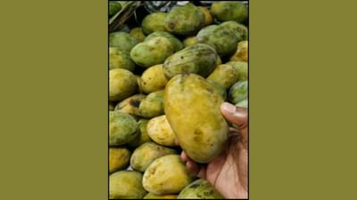 ચૌસા કેરી ઉત્તર પ્રદેશના બાગપત અને સહારનપુર વિસ્તારમાં ખૂબ જ લોકપ્રિય છે. તેનું નામ મશહૂર શાસક શેર શાહ સૂરીએ ચૌસા (બિહાર)ની લડાઇમાં મળેલી જીતની યાદમાં રાખ્યું હતું. તેમને આ કેરી બહુ પસંદ હતી અને તેથી તેમણે તેનું નામ "ચૌસા કેરી" રાખ્યું હતું. આ કેરી ખાવામાં ખૂબ જ મીઠી, રસદાર અને સ્વાદિષ્ટ હોય છે.