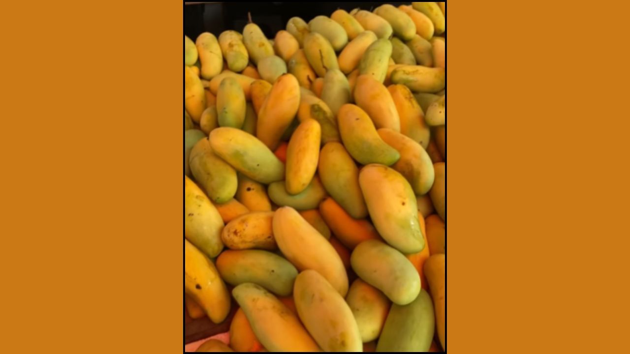 ઉત્તર પ્રદેશના મલિહાબાદ ગામમાં ઉગતી દશેરી કેરી પહેલીવાર દશેરી ગામના બગીચામાં ઊગી હતી. આ કેરી તેની મીઠાશ, પાતળા છાલ અને સુગંધ માટે પ્રખ્યાત છે. કેરીની ખાસિયત એ છે કે, આ કેરી ઝાડ પર પાકવાને બદલે ઝાડ પરથી તોડવામાં આવે પછી પાકે છે.