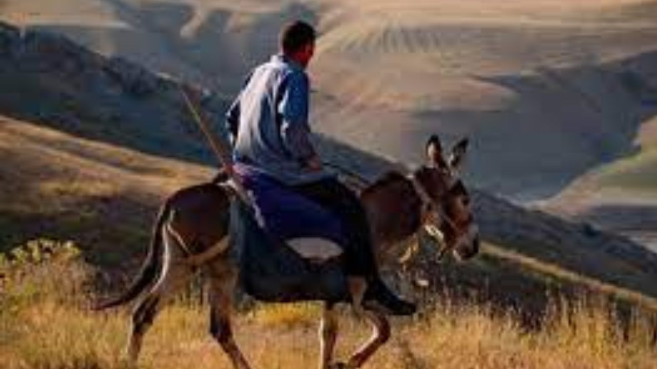 ગધેડા પર સવારી: સ્વપ્ન શાસ્ત્ર અનુસાર ઊંઘમાં ગધેડા પર સવારી કરતા જોવું ખૂબ જ અશુભ છે. આ ઉપરાંત જો તમે ગધેડા પર સવારી કરતી વખતે દક્ષિણ તરફ જતા જોવા મળે, તો સાવધાન રહેવું ખૂબ જ મહત્વપૂર્ણ બની જાય છે. આ સમય તમારા જીવનમાં અનેક પ્રકારની સમસ્યાઓ લઈને આવે છે. આવી સ્થિતિમાં વ્યક્તિએ સાવધ રહેવાની જરૂર છે. કારણ કે આ સ્વપ્ન વ્યક્તિના પતન તરફ ઈશારો કરે છે.
