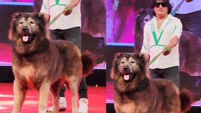 ED ટીમે બેંગલુરુમાં કૂતરા સંવર્ધક સતીશના ઘરે દરોડા પાડ્યા. સતીશ નામના આ વ્યક્તિએ દાવો કર્યો હતો કે તેણે દુનિયાનો સૌથી મોંઘો કૂતરો 50 કરોડ રૂપિયામાં ખરીદ્યો છે. તેથી, FEMA ના ઉલ્લંઘન બદલ દરોડો પાડવામાં આવ્યો હતો. બેંગલુરુના પ્રખ્યાત ડોગ બ્રીડર અને ઇન્ડિયન ડોગ બ્રીડર્સ એસોસિએશનના પ્રમુખ એસ સતીશે તાજેતરમાં 50 કરોડ રૂપિયામાં વુલ્ફડોગ ખરીદવાની વાત કરી હતી, જેને વિશ્વનો સૌથી મોંઘો કૂતરો માનવામાં આવે છે.