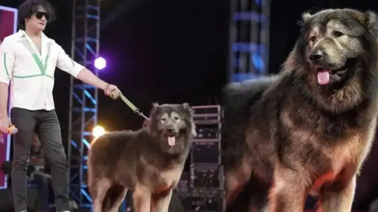 આ મામલો બેંગલુરુનો છે. જ્યાં આજે EDની ટીમે કૂતરા ઉછેરનાર સતીશના ઘરે દરોડા પાડ્યા હતા. FEMA ના ઉલ્લંઘનની શંકાના આધારે આ દરોડો પાડવામાં આવ્યો હતો. ખરેખર, બન્યું એવું કે કૂતરા સંવર્ધક સતીશે સોશિયલ મીડિયા પર દાવો કર્યો હતો કે તેણે 50 કરોડ રૂપિયામાં વિદેશી જાતિનો કૂતરો ખરીદ્યો છે. ED ટીમને આ વાતની જાણ થતાં જ, એક ટીમ સવારે તરત જ સતીશના ઘરે પહોંચી ગઈ. ED ટીમ જાણવા માંગે છે કે કૂતરાને ખરીદવા માટે 50 કરોડ રૂપિયા કેવી રીતે ચૂકવવામાં આવ્યા.