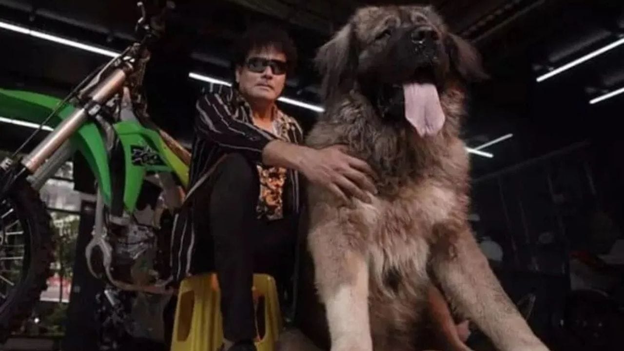 વાસ્તવમાં, ED તપાસ કરી રહી છે કે જો કૂતરો ખરીદવા માટે 50 કરોડ રૂપિયા ચૂકવવામાં આવ્યા હતા, તો તે કેવી રીતે કરવામાં આવ્યું કારણ કે સતીષે ખાતામાંથી કોઈ ચુકવણી કરી ન હતી. આવી સ્થિતિમાં, શું આ માટે હવાલા રૂટનો ઉપયોગ કરવામાં આવ્યો હતો? પરંતુ, જ્યારે ED એ તપાસ માટે બેંગલુરુમાં તેમના ઘરે દરોડા પાડ્યા, ત્યારે જાણવા મળ્યું કે સતીષ ગેરમાર્ગે દોરવાનો પ્રયાસ કરી રહ્યો હતો.