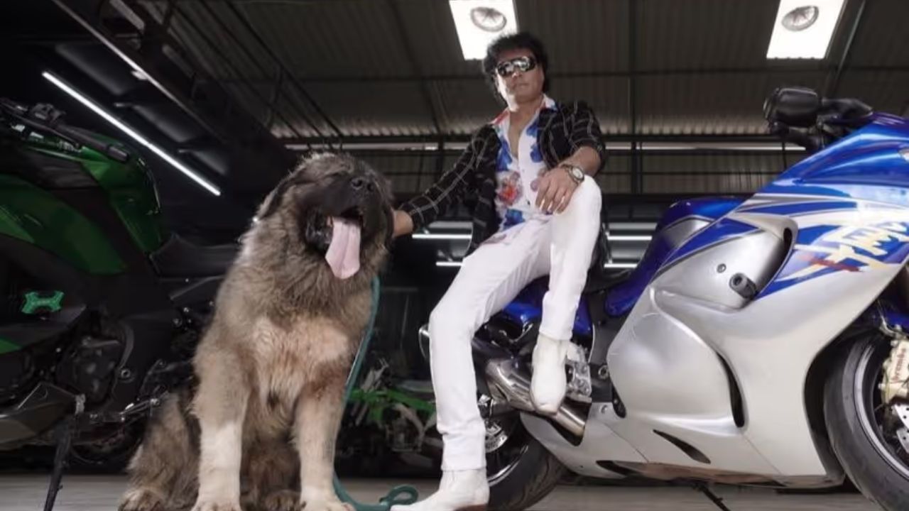 કેડાબોમ્સ ઓકામી એ એક વરુ કૂતરો છે જે વરુ અને કોકેશિયન શેફર્ડ વચ્ચેના ક્રોસમાંથી જન્મે છે. આ દુર્લભ જાતિનો જન્મ અમેરિકામાં થયો હતો અને માત્ર આઠ મહિનાની ઉંમરે તેનું વજન 75 કિલોગ્રામથી વધુ છે.