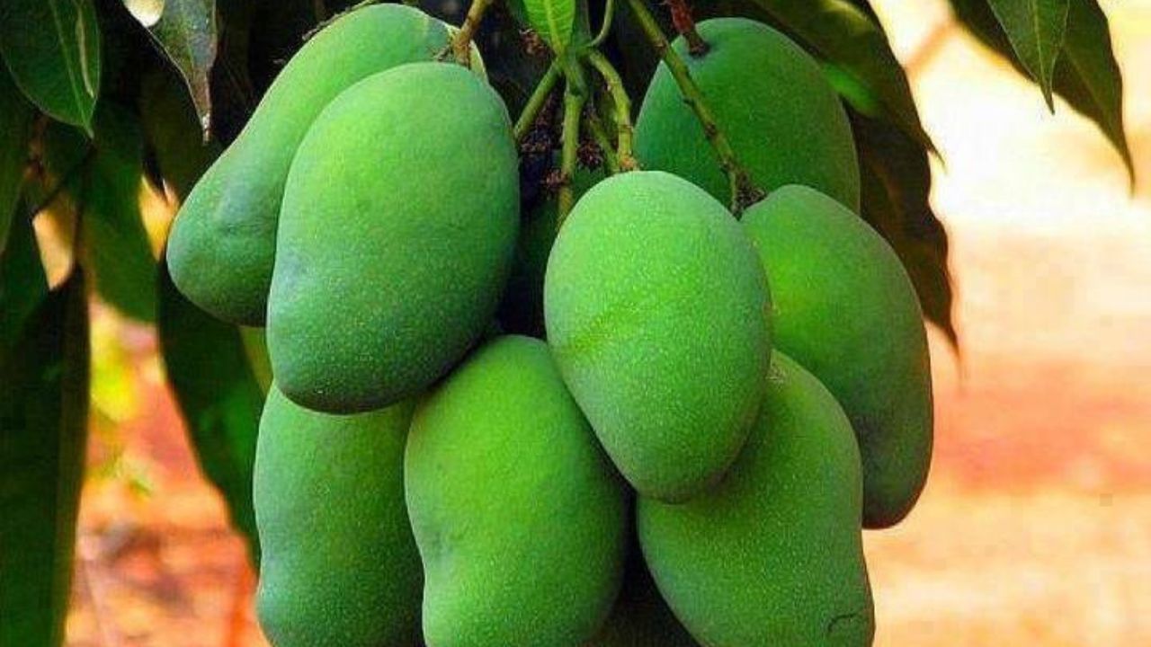 લૂ: ઉનાળામાં સૌથી મોટી સમસ્યા હીટ સ્ટ્રોક છે. કાચી કેરી શરીરને ઠંડક આપે છે અને ડિહાઇડ્રેશન અટકાવે છે. મીઠી અને ખાટી કેરીનો બનાવેલું પન્ના શરીરને અંદરથી ઠંડુ રાખે છે અને ગરમીના સ્ટ્રોકથી બચાવે છે. તેમાં ઇલેક્ટ્રોલાઇટ્સ હોય છે જે શરીરમાં પાણીનું પ્રમાણ જાળવી રાખે છે.