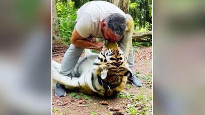 આ વ્યક્તિએ હિંસક વાઘને પકડીને હોઠ પર ચુંબન કરી લીધુ, Video જોઇને બધા દંગ રહી ગયા
