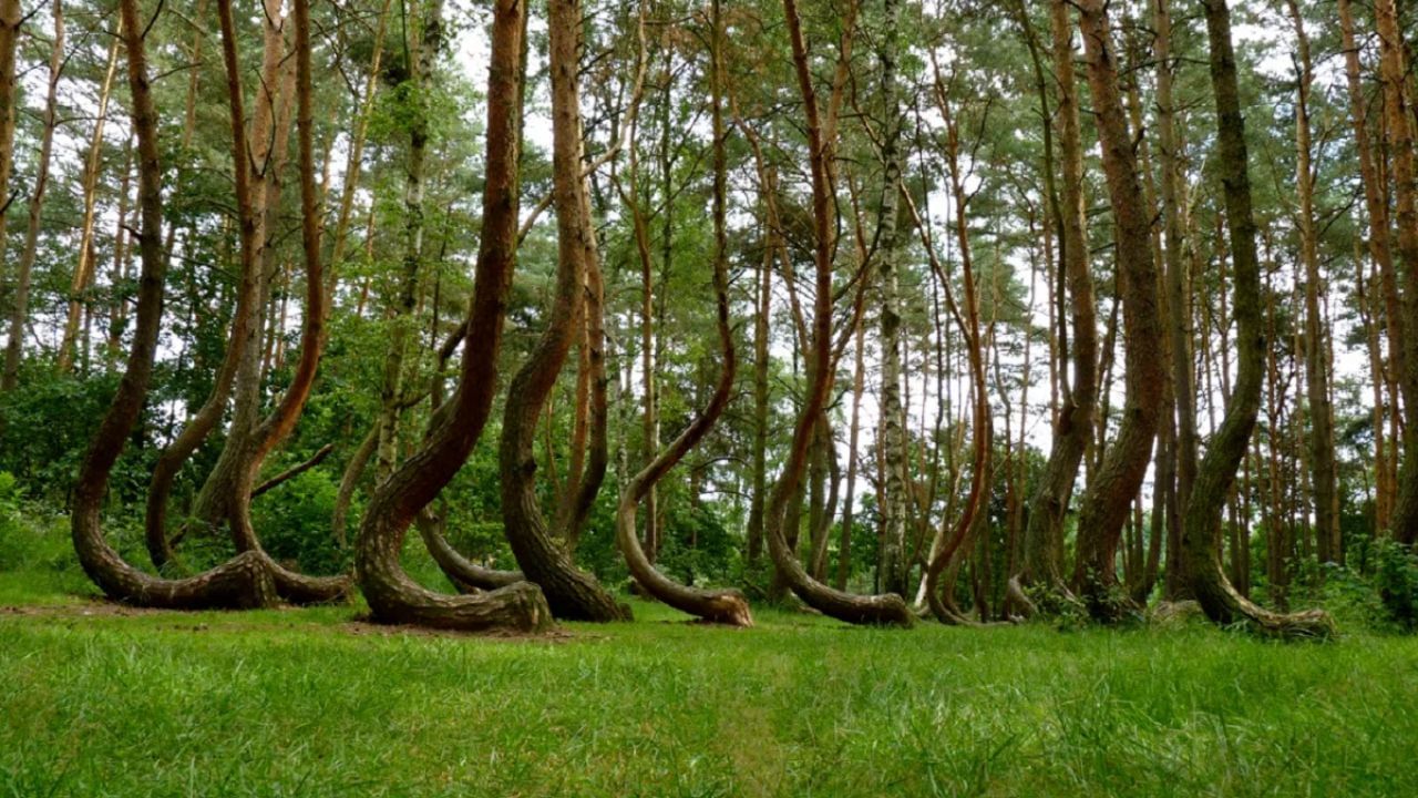 ક્રુક્ડ ફોરેસ્ટ – પોલેન્ડ:જ્યારે સમગ્ર વિશ્વમાં ચીળના ઝાડ સીધા ઊગે છે, ત્યારે પોલેન્ડના એક જંગલમાં આવેલા ચીળના ઝાડો “C” આકારમાં વળેલા જોવા મળે છે. આ ઝાડો 1930ના દાયકામાં ઉગાડવામાં આવ્યા હતા, પરંતુ આજ સુધી આ અજીબ આકારનું કારણ સમજાતું નથી.