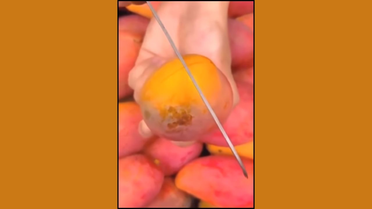 આ કેરી ઘેરા લાલ રંગને કારણે “સિંદૂર” નામે ઓળખાય છે. ઉત્તર ભારતમાં ખૂબ જ લોકપ્રિય આ કેરી ખાસ કરીને તહેવારો અને લગ્ન જેવા પ્રસંગોમાં વધુ પડતી પસંદ કરવામાં આવે છે.