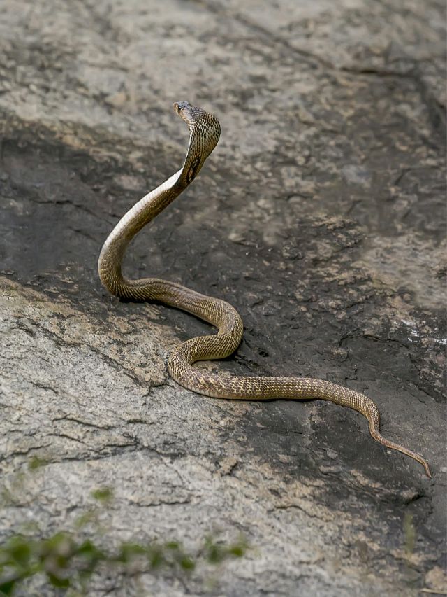 Snake Crossing Path: સાપનું રસ્તો કાપવું શુભ છે કે અશુભ? જાણો વાસ્તુશાસ્ત્ર શુ કહે છે