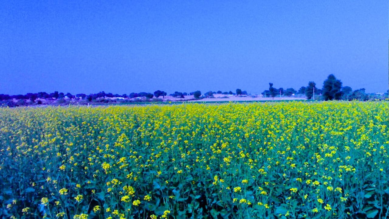 શ્રી ગંગાનગર ભારતના રાજસ્થાન રાજ્યનો ઉત્તર તરફ આવેલ જિલ્લાનું મુખ્ય મથક છે. તેનું ભૌગોલિક સ્થાન પાકિસ્તાનના સરહદ નજીક છે અને તે ભારતીય પંજાબના પણ નજીક આવેલું છે.  આ શહેરને "રાજસ્થાનનું કાશ્મીર" પણ કહેવામાં આવે છે, કારણ કે અહીંનું હવામાન અને હરિયાળી અન્ય રાજસ્થાની વિસ્તારો કરતાં ઘણી ભિન્ન છે. (Credits: - Wikipedia)