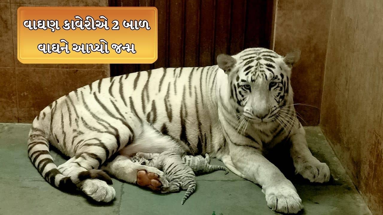 Rajkot : પ્રદ્યુમ્ન પાર્કમાં સફેદ વાઘણ માતા બની, વાઘણ કાવેરીએ 2 બાળ વાઘને આપ્યો જન્મ, જુઓ Video