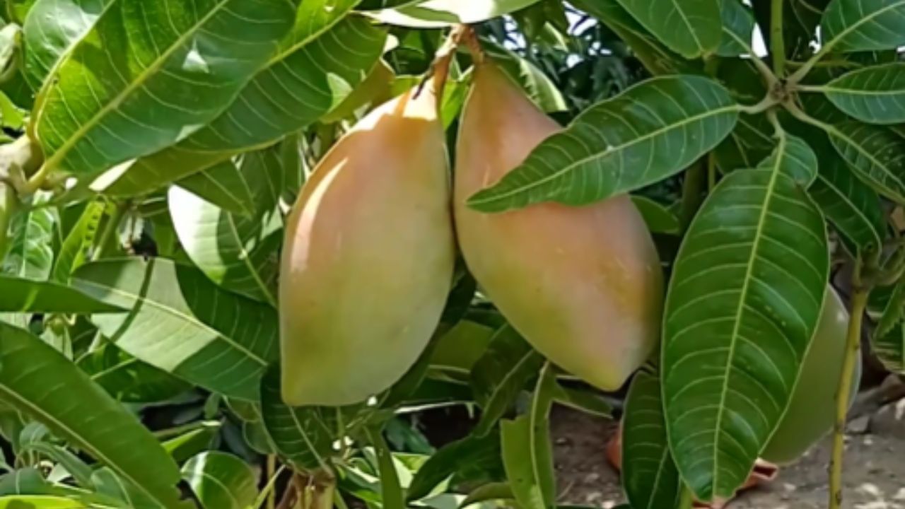 દક્ષિણ ભારતમાં આંધ્રપ્રદેશ, કર્ણાટક અને તમિલનાડુમાં જોવા મળતી તોતાપુરી કેરીની વિશેષતા એ છે કે, તેની ટોચ પોપટની ચાંચ જેવી અણીદાર હોય છે. તે સ્વાદમાં ઓછી મીઠી હોય છે પરંતુ તેની સુગંધ અને લાંબો આકાર તેને ખાસ બનાવે છે.