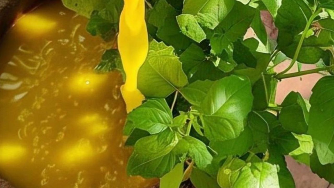 હળદર ગુરુ ગ્રહ સાથે સંબંધિત છે, જે જ્ઞાન, સમૃદ્ધિ અને ભાગ્યનો કારક છે. તુલસીમાં હળદરનું પાણી નાખવાથી ગુરુ ગ્રહ મજબૂત થાય છે, જે શિક્ષણ, કારકિર્દી અને ભાગ્યમાં સકારાત્મક પરિવર્તન લાવે છે.