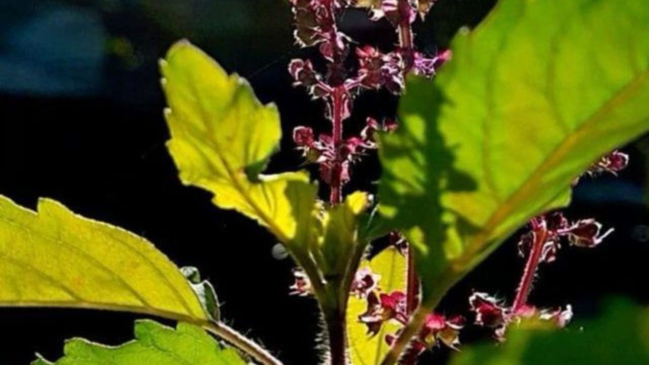 હળદર તેના શુદ્ધિકરણ ગુણધર્મો માટે જાણીતી છે. તુલસીમાં હળદરનું પાણી નાખવાથી ઘરમાંથી નકારાત્મક ઉર્જા દૂર થાય છે અને સકારાત્મક વાતાવરણ બને છે.