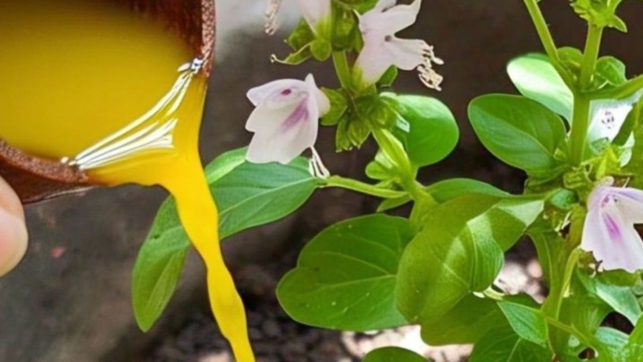 ગુરુવાર અને શુક્રવારે તુલસીમાં હળદરનું પાણી ચઢાવવાથી ખાસ ફાયદો થાય છે. આ ઉપાય નાણાકીય મુશ્કેલીઓ દૂર કરવામાં અને પૈસાનો પ્રવાહ વધારવામાં મદદ કરે છે.