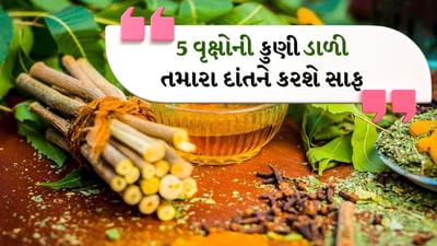 બજારમાં તમને ઘણી બધી ટૂથપેસ્ટ મળશે જે દાંતને ચમકાવવાનો દાવો કરે છે. જો કે ઘણીવાર એવું જોવા મળે છે કે નિષ્ણાતો પણ તેનો ઓછો ઉપયોગ કરવાની ભલામણ કરે છે. પહેલાના સમયમાં લોકો ટૂથસ્ટિક્સનો ઉપયોગ કરતા હતા જે ફક્ત તેમના દાંતને ચમકતા રાખતા નહોતા, પરંતુ દાંત અને પેઢાં સંબંધિત સમસ્યાઓ પણ ઓછી કરતા હતા. લોકોના દાંત વૃદ્ધાવસ્થામાં પણ મજબૂત રહેતા હતા, જ્યારે આજના સમયમાં દાંત અને પેઢાં સંબંધિત સમસ્યાઓ નાની ઉંમરે શરૂ થાય છે. ચાલો જાણીએ આવા પાંચ વૃક્ષો વિશે જેની ડાળીઓનો ઉપયોગ ટૂથબ્રશ તરીકે થઈ શકે છે. જેના કારણે દાંત ચમકશે અને ઓરલ હેલ્થ પણ સારું રહેશે.