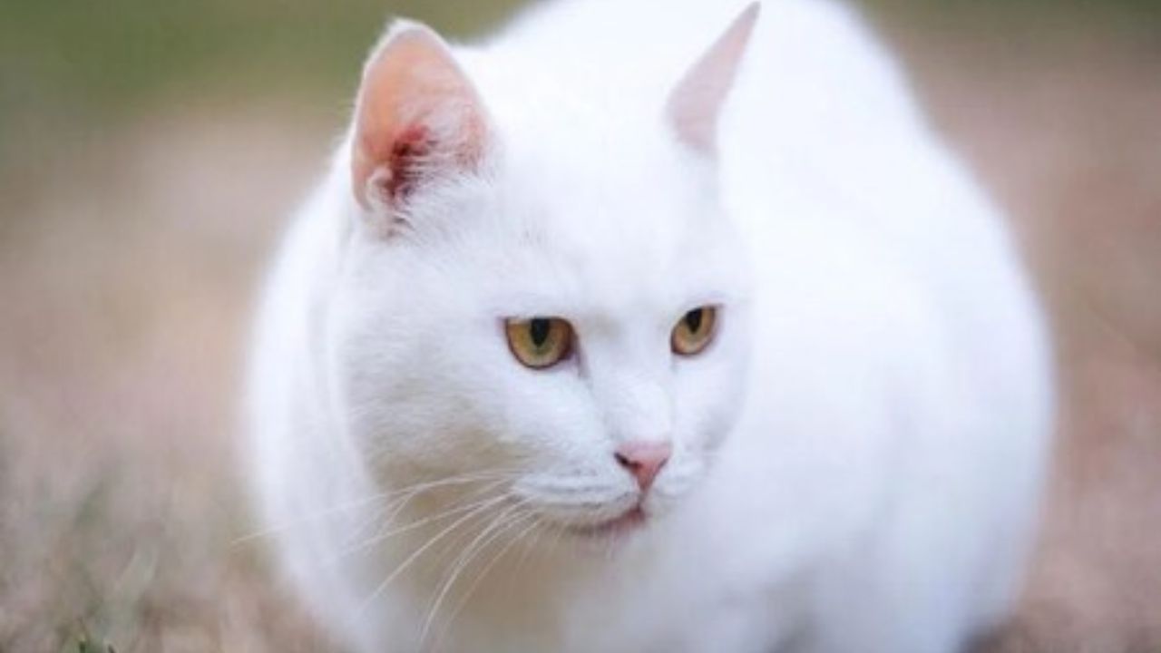 જો તમારા ઘરે અચાનક સફેદ બિલાડી આવી જાય, તો તે ખૂબ જ શુભ માનવામાં આવે છે. સફેદ બિલાડીને શુભતાનું પ્રતીક માનવામાં આવે છે. એવું માનવામાં આવે છે કે સફેદ બિલાડી તેની સાથે સારા સમાચાર લાવે છે. તે જ સમયે, ઘરમાં સફેદ બિલાડીના આગમન સાથે નકારાત્મક ઉર્જા પણ દૂર થઈ જાય છે.