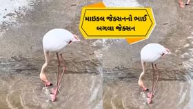 Viral Video: બગલાએ કર્યા ગજબ યોગ Viral Video: બગલાએ કર્યા ગજબ યોગ