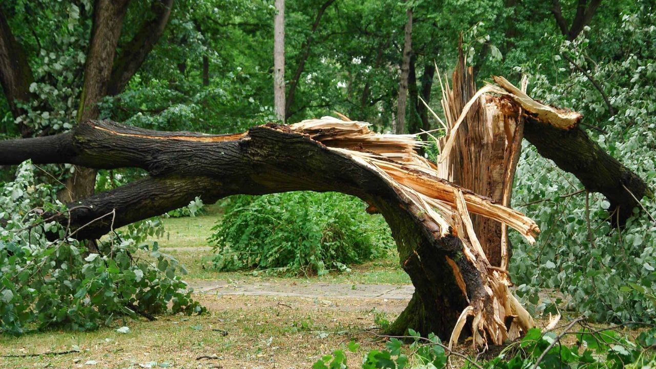 ઝાડ પડતું જુઓ: સ્વપ્ન શાસ્ત્ર અનુસાર જો તમે સ્વપ્નમાં કોઈ ઝાડ પડતું જુઓ છો, તો તે ખૂબ જ અશુભ માનવામાં આવે છે. જેટલું ઊંચું ઝાડ તમે પડતું જોશો, તો નજીકના ભવિષ્યમાં તમને એટલી જ મોટી મુશ્કેલીનો સામનો કરવો પડી શકે છે. એવું માનવામાં આવે છે કે આ સ્વપ્ન જોયા પછી વ્યક્તિ કોઈ મોટી બીમારીનો શિકાર બની શકે છે.
