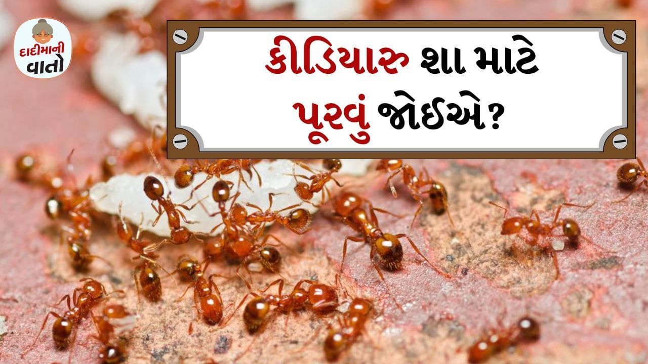 આપણે ઘણીવાર કીડીઓને જોયા પછી પણ અવગણીએ છીએ. ઘણી વાર તેઓ તેમને પગ નીચે કચડી નાખે છે અને આગળ વધે છે. પરંતુ કીડીઓ એક મહેનતુ પ્રાણી હોવા ઉપરાંત હિન્દુ ધર્મમાં તેમને ભગવાન વિષ્ણુનો એક ભાગ પણ માનવામાં આવે છે. હા હિન્દુ ધર્મમાં બધા જીવોને દેવી-દેવતાઓનો ભાગ માનવામાં આવે છે. તેથી તેમની સેવા કરવાથી અને તેમને ભોજન કરાવવાથી સૌભાગ્ય મળે છે.