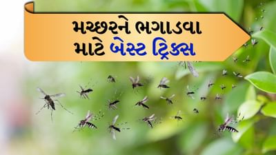 Home remedies: ઉનાળો આવતાની સાથે જ મચ્છરોનો ઉપદ્રવ વધી જાય છે. આનાથી માત્ર ઊંઘમાં ખલેલ પહોંચે છે, પરંતુ ઘણી સ્વાસ્થ્ય સમસ્યાઓ પણ થઈ શકે છે. લોકો મચ્છરોથી છુટકારો મેળવવા માટે કોઇલનો ઉપયોગ કરે છે, પરંતુ કેટલાક લોકોને તેના ધુમાડાને કારણે શ્વાસ લેવામાં તકલીફ અથવા આંખોમાં બળતરા થવા લાગે છે. 
