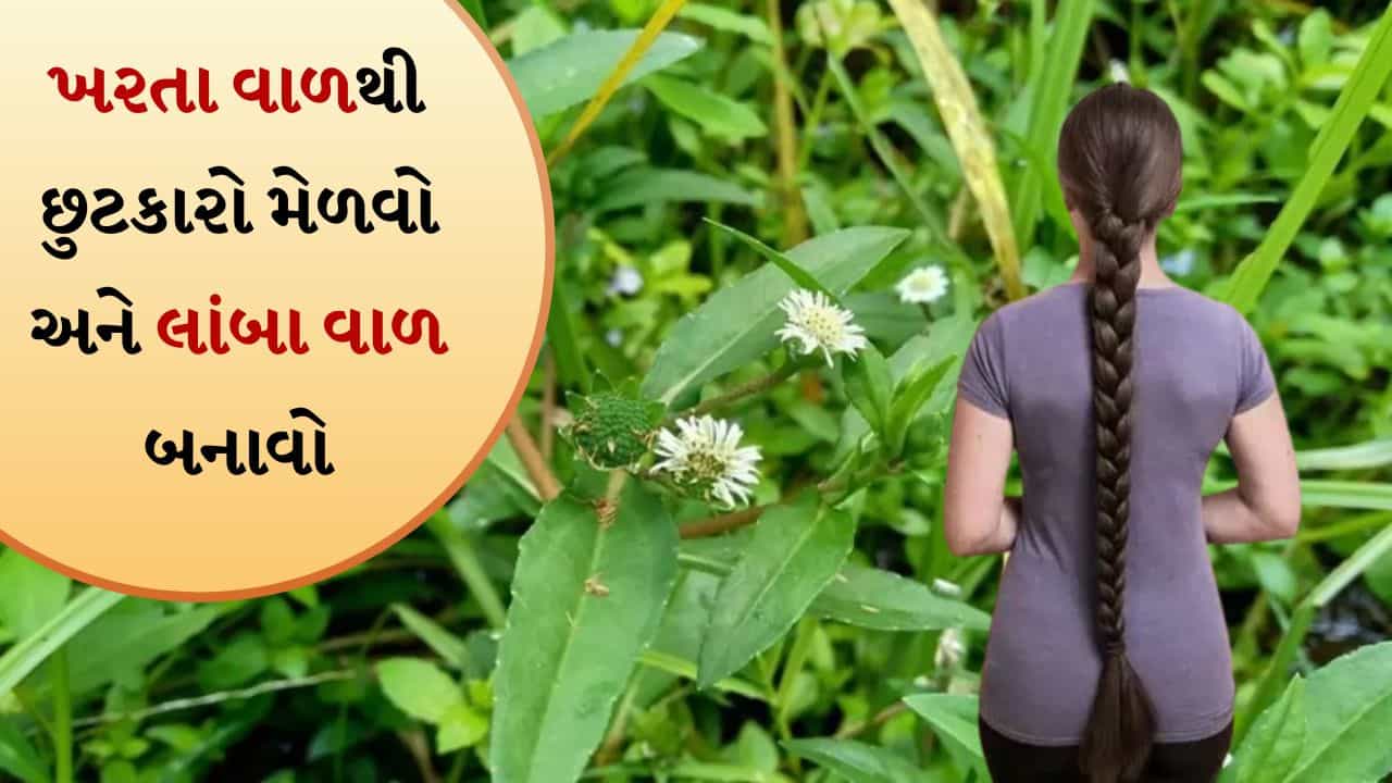 Hair Growth Tips: 5 રીતે ભૃંગરાજનો કરો ઉપયોગ, લોકો પૂછશે તમને જાડા અને લાંબા વાળનું રહસ્ય