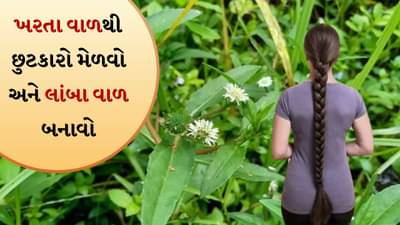 Hair Growth Tips: 5 રીતે ભૃંગરાજનો કરો ઉપયોગ, લોકો પૂછશે તમને જાડા અને લાંબા વાળનું રહસ્ય