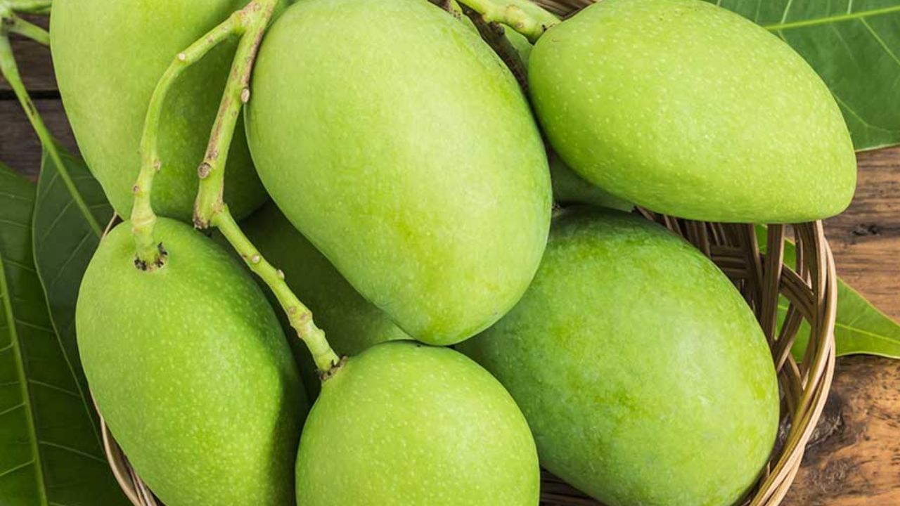 ત્વચા અને વાળ માટે: કાચી કેરીમાં રહેલા એન્ટીઑકિસડન્ટ-વિટામિન ત્વચાને ચમકદાર અને વાળને મજબૂત બનાવે છે. તે શરીરમાંથી ઝેરી તત્વો દૂર કરે છે, જે ત્વચાને કુદરતી ચમક આપે છે અને વાળ ખરવાની સમસ્યા ઘટાડે છે. કાચી કેરી માત્ર સ્વાદમાં જ ઉત્તમ નથી પરંતુ ઉનાળાની ઘણી સમસ્યાઓનો ઉકેલ પણ છે. જો તમે પણ આ ઉનાળાને સ્વસ્થ અને તાજી બનાવવા માંગો છો, તો તમારા આહારમાં કાચી કેરીનો ચોક્કસ સમાવેશ કરો.