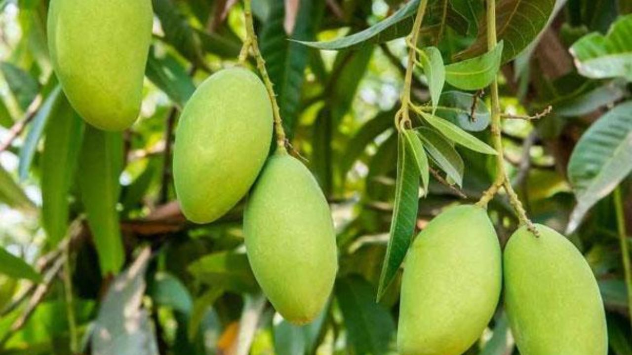 (Disclaimer: અહીં આપવામાં આવેલી માહિતી ફક્ત જાણકારી માટે જ છે. કોઈ પણ વસ્તુઓ અનુસરતા પહેલા તમારે તમારા ડોક્ટરની સલાહ અવશ્ય લેવી.)