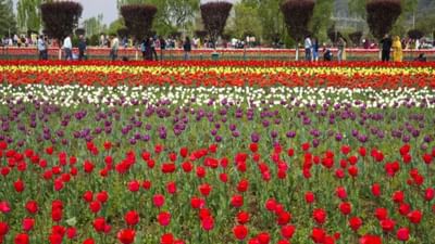 એશિયાના સૌથી મોટા ટ્યૂલિપ ગાર્ડનને જોવા માટે મોટી સંખ્યામાં પ્રવાસીઓ શ્રીનગર આવી રહ્યા છે. શ્રીનગરના ઇન્દિરા ગાંધી મેમોરિયલ ટ્યૂલિપ ગાર્ડનમાં પહેલા 15 દિવસમાં 4.46 લાખ પ્રવાસીઓ આવ્યા. 50 હેક્ટરમાં ફેલાયેલા ટ્યૂલિપ ગાર્ડનમાં 17 લાખ ફૂલો ખીલ્યા છે. આ ફૂલો 74 જાતોના છે. લોકો સુંદર ફૂલો જોવાનો આનંદ માણી રહ્યા છે. Image Source : pti